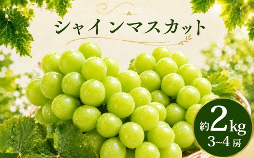 シャインマスカット 2kg 2026年 先行予約 数量限定 | シャインマスカット ぶどう 葡萄 グレープ 果物 フルーツ 甘い おいしい 大房 旬 農家直送 新規就農 限定 果樹 高級果物 お取り寄せ 新鮮 人気品種 デザート スイーツ 美味しい ギフト 人気 くまさん農園 埼玉県 久喜市