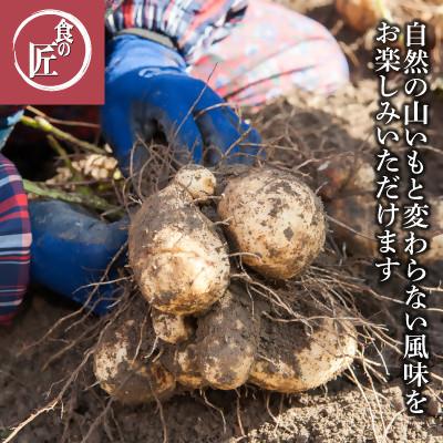 ふるさと納税 伊勢市 伊勢の横輪いも 1859 |  | 02