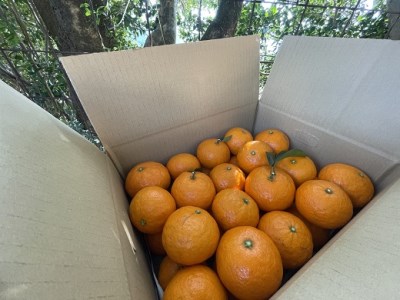 【2026年4月よりお届け！】先行予約【アタシカ果樹】 熊野新鹿産カラマンダリン（３kg）