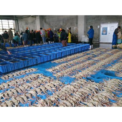 ふるさと納税 岩美町 鳥取網代港【訳あり】浜茹で!松葉ガニ(大)800g【さかなや新鮮組】 |  | 03