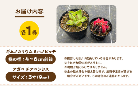 ギムノカリキウム ミハノビッチ ＆ アガベ チアペンシス 各1株 Gymnocalycium mihanovichii＆Agave chiapensis　長与町/アグリューム[EAI305]