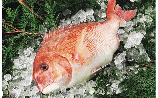 
真鯛 ～3枚卸済み～ 愛媛産 真鯛 新鮮 アラ 冷蔵 愛媛県 皮引き 兜 かぶと煮 国産 魚介 特産品 愛南町 魚介類 海産物 鮮魚 養殖 産地直送 海鮮 ブランド まだい 鯛 刺身 塩焼き 煮付け 酒蒸し カルパッチョ 鯛飯 鯛しゃぶ 鯛めし 鯛茶漬け 鯛漬け お正月 お祝い 年末 年始 紅白 めでたい 真空 パック あら炊き カマ 柵 ハレの日 お食い初め 3枚おろし 簡単
