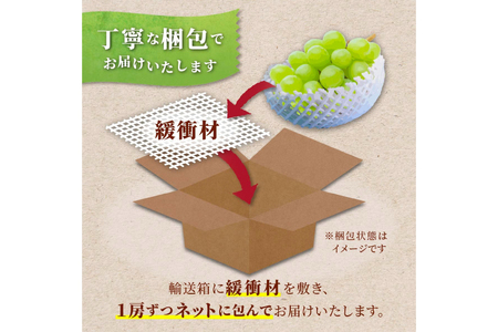 【期間限定発送】 シャインマスカット 特秀 1房 化粧箱入り