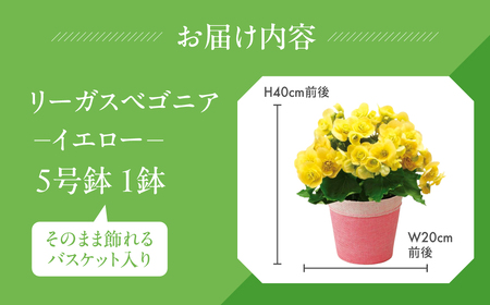 《母の日までにお届け》リーガスベゴニア イエロー ベゴニア 花 花 鉢植え 鉢 鉢花 花 観葉植物 植物 5号鉢 人気 おしゃれ かわいい 母の日 プレゼント 贈り物 贈答 ギフト 冬 フラワーギフト