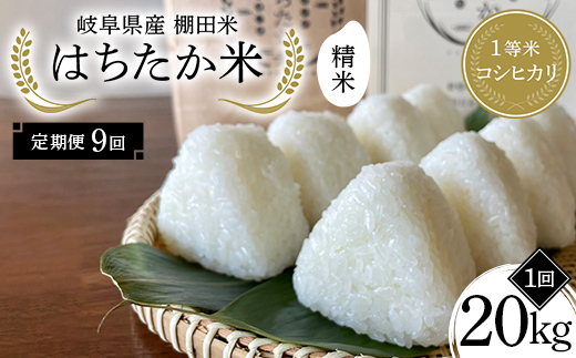 【9回定期便】岐阜県産 棚田米 1等米コシヒカリ はちたか米 精米20kg（10kg×2袋） F4N-2605