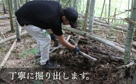 国産 たけのこ 水煮 根本部分 1.5kg  タケノコ 竹の子 長期保存 真空パック 15005-40001078-k