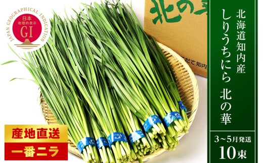 【2027年発送予約】知内産 一番ニラ「北の華」10束【JA新はこだて】
