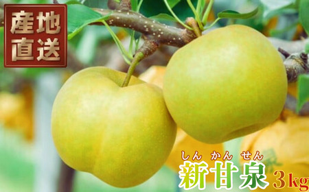Y1048 八頭町産　梨「新甘泉」3kg【梨 なし ナシ 果物 フルーツ ギフト 先行予約 甘い 果実 果汁 デザート もぎたて 旬】