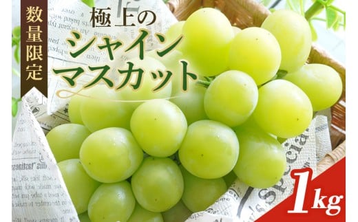 【数量限定・先行予約】 シャインマスカット 数量限定 1kg 農園直送 期間限定 果物 フルーツ ブドウ 葡萄 ぶどう 冷蔵 国産 小美玉市 【2025年8月下旬以降発送】 70-I