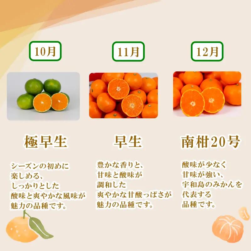 大玉 温州みかん 約 1.5kg 矢野青果 温州みかん B005-171046