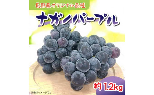 【2026年9月～10月発送予定】ナガノパープル 約1.2kg（2～3房）　ぶどう｜ブドウ｜葡萄｜長野県｜長野県産｜果物｜フルーツ｜南信州