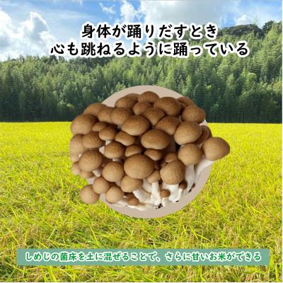 ふるさと納税 行方市 令和7年産新米 栽培期間中出来るだけ農薬を減らして作るかすみ米 白米5kg茨城県共通返礼品・潮来市産 |  | 01
