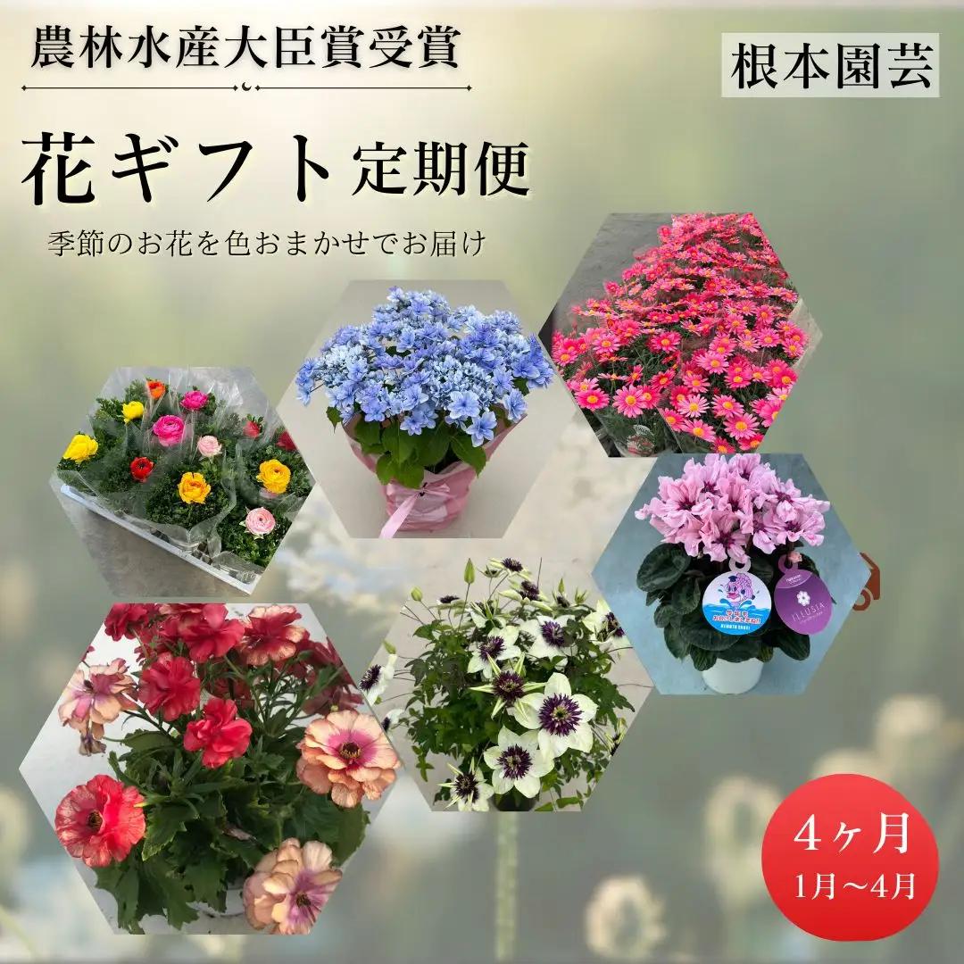 季節の花 2027年先行予約 定期便 4回 (1-4月) 色おまかせ 根本園芸 | 花ギフト定期便