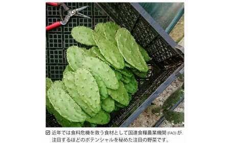 【ふるなびWEEK対象】メキシコ生まれ春日井育ちの健康野菜 食べるサボテン 春日井ノパル 300グラム×2パック | サボテン 多肉植物 ウチワサボテン 食用サボテン ノパル ノパール ノパレス NO