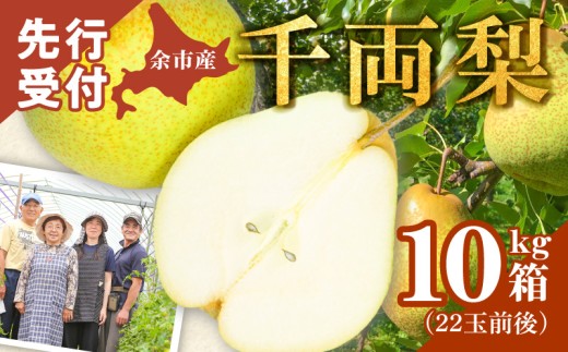 【2026年9月下旬以降発送】千両梨 10kg箱(22玉前後)北海道産 余市町産　シャキシャキとした食感とサッパリとした甘みが特徴 季節限定 千両梨 季節の味覚 10kg 箱 梨 ほぼ余市町でしか生産されていない 果物 フルーツ 贈り物 ギフト フルーツギフト お取り寄せ 北海道 余市町産 送料無料