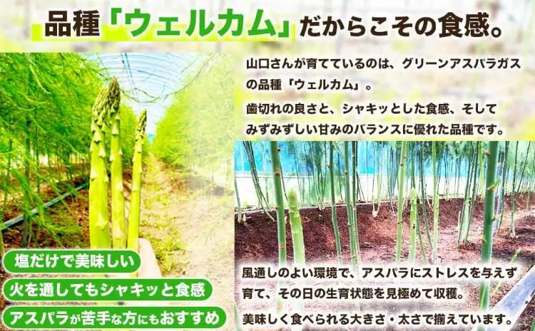  訳あり アスパラガス  約1kg (S～L) 【2026年7月上旬～2026年10月中旬発送予定】