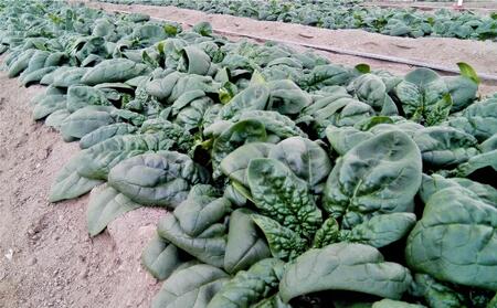 〈2025年12月上旬よりよりお届け〉北海道壮瞥産 大作農園の「寒締めちぢみほうれん草」5袋と「セミドライトマトオイル漬け」1瓶（110g）のセット　SBTR007