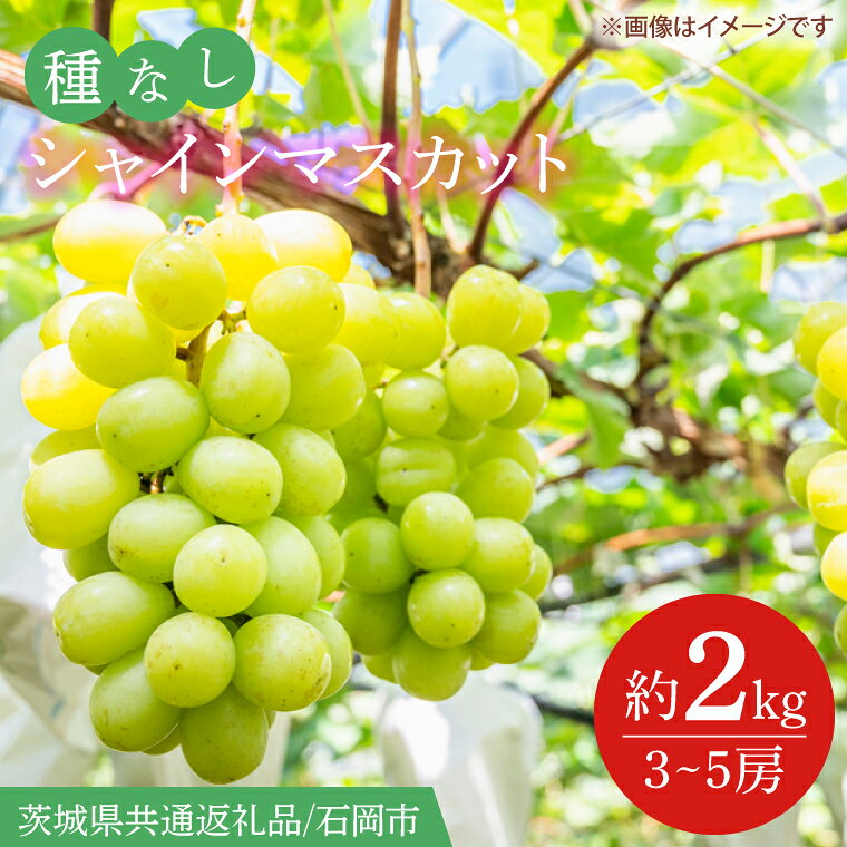 【ふるさと納税】【2026年9月より順次発送】シャインマスカット 約2kg（3〜5房）（茨城県共通返礼品/石岡市）葡萄 ぶどう マスカット フルーツ 果物 くだもの 茨城県 水戸市(IT-15)