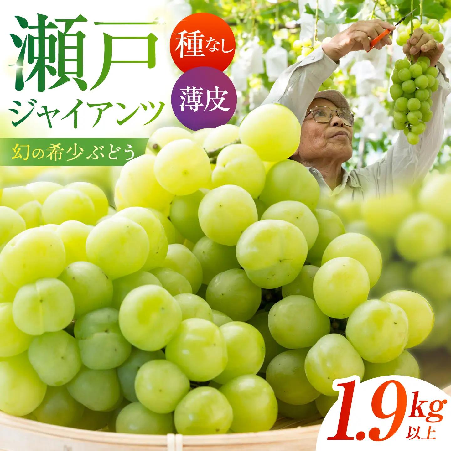 【先行予約】 瀬戸ジャイアンツ　1.9kg以上 【小林農園】 / ブドウ ぶどう 果物 種なし[HAX007]