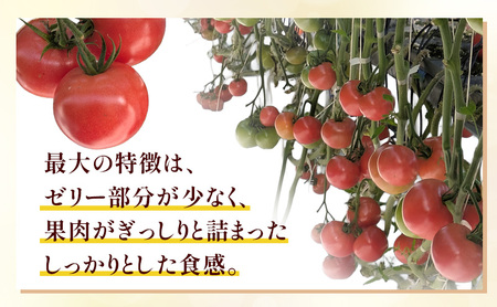 トマト 静岡県産 大玉トマト 約2kg 野菜 とまと Dトレイ栽培方式 果肉 甘味 酸味 濃厚 島田市 静岡県