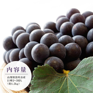＜25年発送先行予約＞ 巨峰 2～3房 約1.2kg 154-026 | フルーツ 果物 高評価 人気 ランキング おすすめ 甘い 美味しい デザート 数量限定 送料無料 山梨県産 笛吹市 ぶどう 「