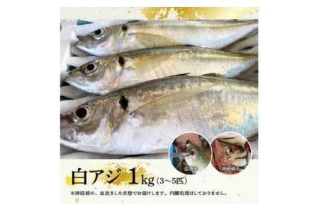日向灘獲れ！活〆白アジ１kg 【 魚 魚介 魚介類 鮮魚 さかな 白アジ 日向灘 神経締め 刺身 塩焼き 血抜き 新鮮 海の幸  鰺 魚 あじ アジ 宮崎県 川南町 送料無料 鮮魚 】