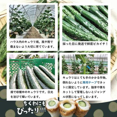 ふるさと納税 大館市 ステックキュウリ ポクポク柔らか!めんこい!約20本 |  | 01