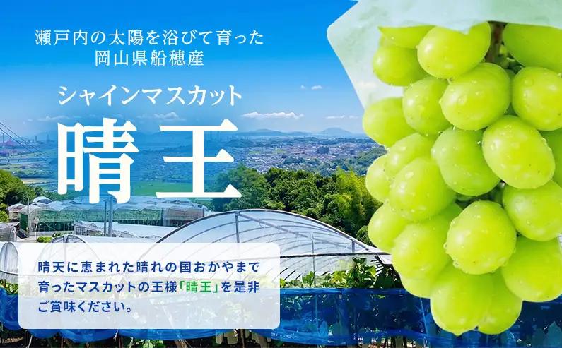 ぶどう 2026年 先行予約【2回定期便】 プレミアムシャインマスカット 晴王 2房 約1.4kg 人気 岡山県船穂産 赤秀品 種無し 皮ごと食べる みずみずしい9月10月お届け ハレノフルーツ