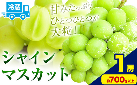 シャインマスカット 約700g以上 1房 黒川農園《10月上旬-11月中旬頃出荷》 ぶどう 送料無料 岡山県 浅口市 ぶどう フルーツ 果物 くだもの【配送不可地域あり】