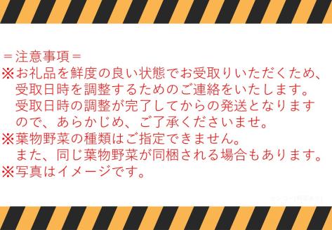 139J.氷温熟成舞茸『鳥取の宝』としいたけ･採れたて野菜セット