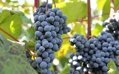 宮田ぶどうジュース　１２本セット