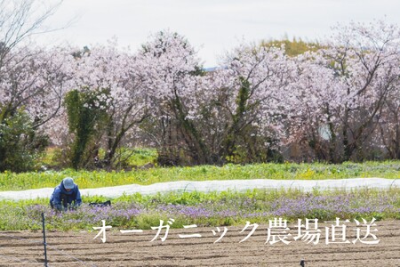 【毎月定期便】【フードロス対応・規格外野菜利用】有機野菜　シェフMセット　オーガニック野菜 全6回 6737