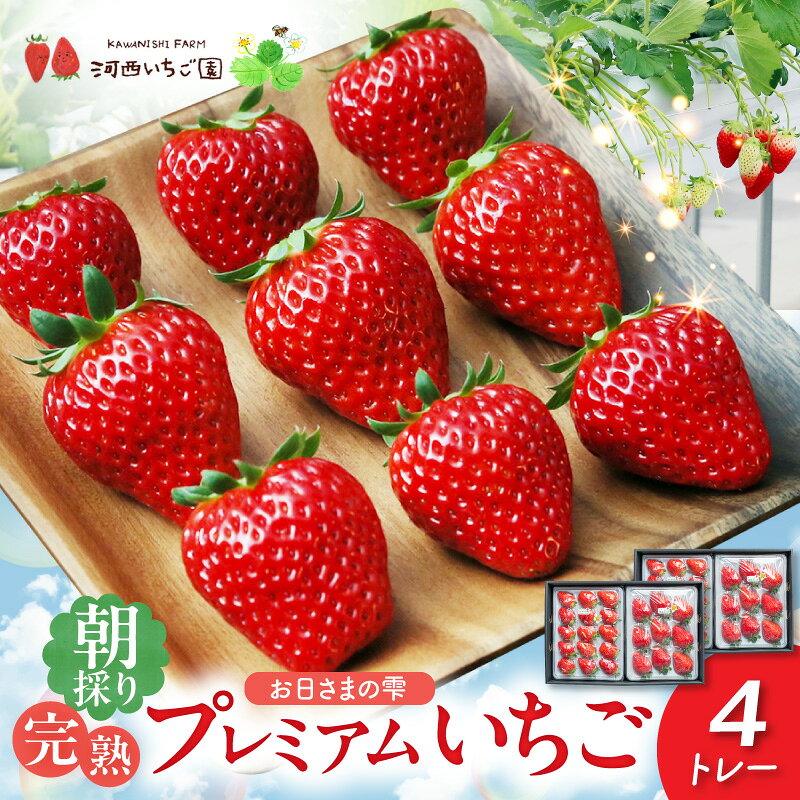 【先行予約】【ふるさと納税】数量限定 その日の朝に採れた いちご 4トレー お日さまの雫 詰め合わせ 完熟 朝穫り フルーツ 果物 お取り寄せ プレミアム ゆりかーご 贈答用 贈り物 滋賀県 守山市 送料無料