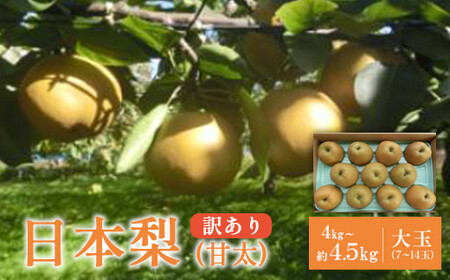 【先行予約】【訳あり】日本梨（甘太）4kg（大玉7～14玉入り） 蔵王産　【04301-0454】