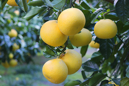 小野果樹園の文旦【家庭用大玉】5kg