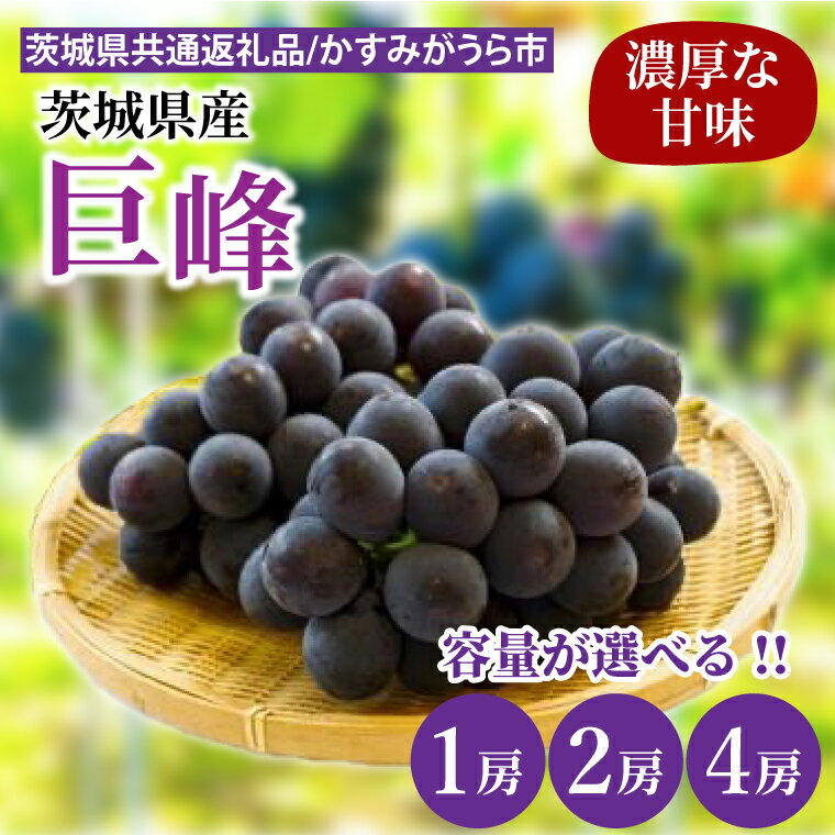 【ふるさと納税】【選べる内容量】【先行予約】巨峰 1・2・4房（茨城県共通返礼品：かすみがうら市産）※2025年8月初旬～2025年10月下旬頃に順次発送予定（CD019）