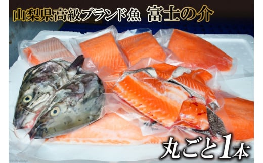 【山梨県高級ブランド魚】「富士の介」丸ごと１本セット [山本食肉 山梨県 韮崎市 20741209] 魚 鮭 さけ サーモン キングサーモン ニジマス 刺身