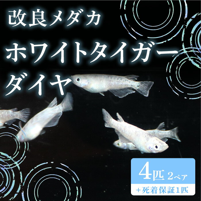 【ふるさと納税】765 メダカ ホワイトタイガーダイヤ 4匹 改良メダカ【トリハタめだか】