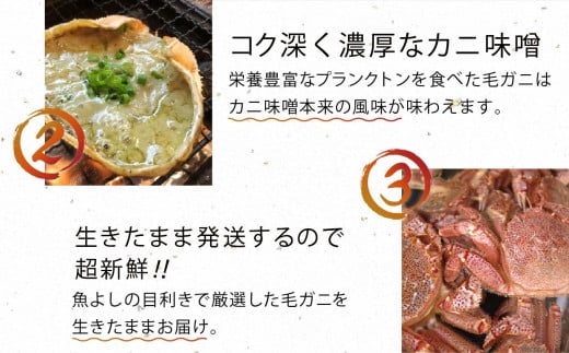 【3回定期便】三陸産！活毛ガニ  300g相当×1杯【08】【2027年2月～4月発送】【配送日指定不可】