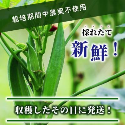 ふるさと納税 石垣市 希少!黒島さんの採れたてオクラ100本セット 10月下旬以降順次発送 |  | 02