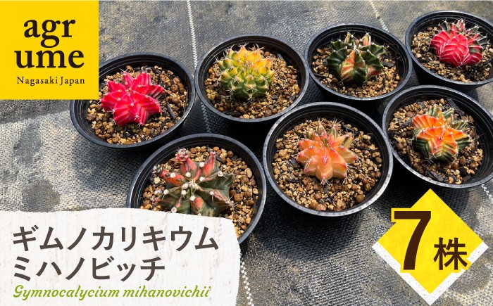 
                  ギムノカリキウム ミハノビッチ 7株 Gymnocalycium mihanovichii 長与町/アグリューム [EAI280]
                