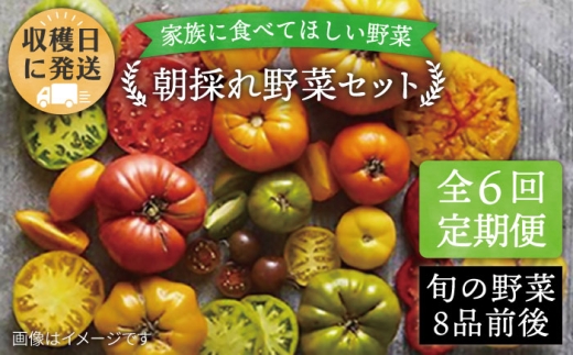 【 全6回 定期便 】 【 福岡県 糸島産 】 朝採れ 野菜 セット ( 8品 前後 )  《糸島》【オーガニックナガミツファーム】 [AGE009]