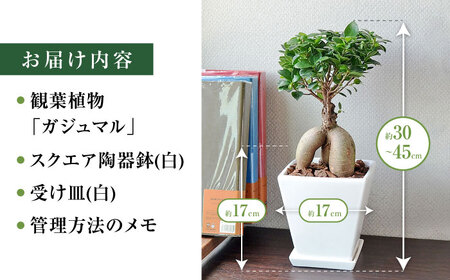 観葉植物 ガジュマル 多幸の木 ホワイトスクエア 陶器鉢  / 観葉 植物 インテリア おしゃれ プレゼント / 大村市 /琴花園[ACYK018]