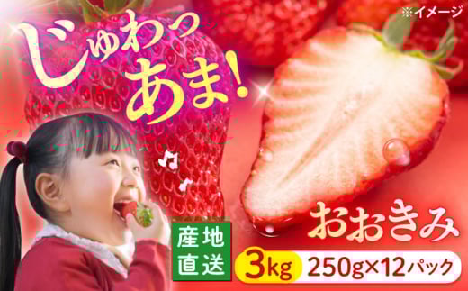 いちご【1月より順次発送】 おおきみ 計3kg（約250g×12パック）＜武藤農園＞ [CFV006] 長崎県 西海市 イチゴ 贈答 ギフト 大粒 果物 フルーツ おおきみ 果実 甘い イチゴ ストロベリー あまい デザート 新鮮 産地直送 くだもの
