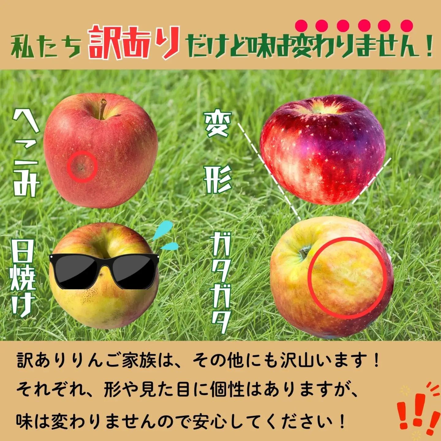 【訳あり】りんご 秋映 約5kg（11～20玉）2026年10月上旬より発送 先行予約 | リンゴ At-018