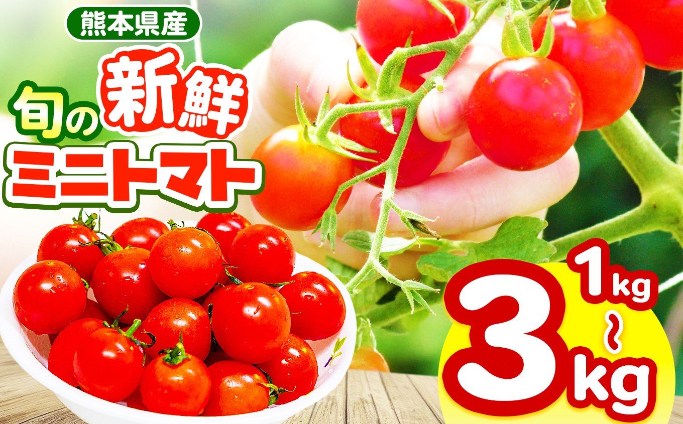 
                  【選べる容量】玉名市産 旬の新鮮ミニトマト 1000g～3000g | 野菜 ミニトマト とまと トマト 新鮮 産地直送 熊本県 玉名市
                