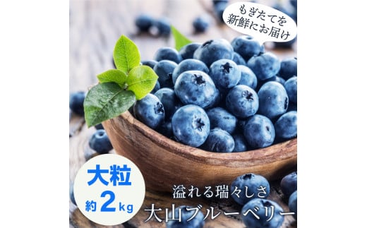 MS-12  新鮮生ブルーベリー2kg（7月採れ）