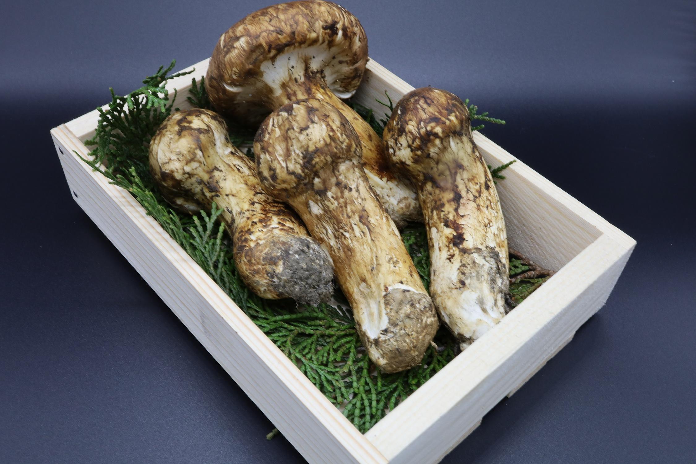 和歌山県産 香り高く希少な国産 松茸 約200g【2025年10月中旬頃より順次発送】【OKT1】