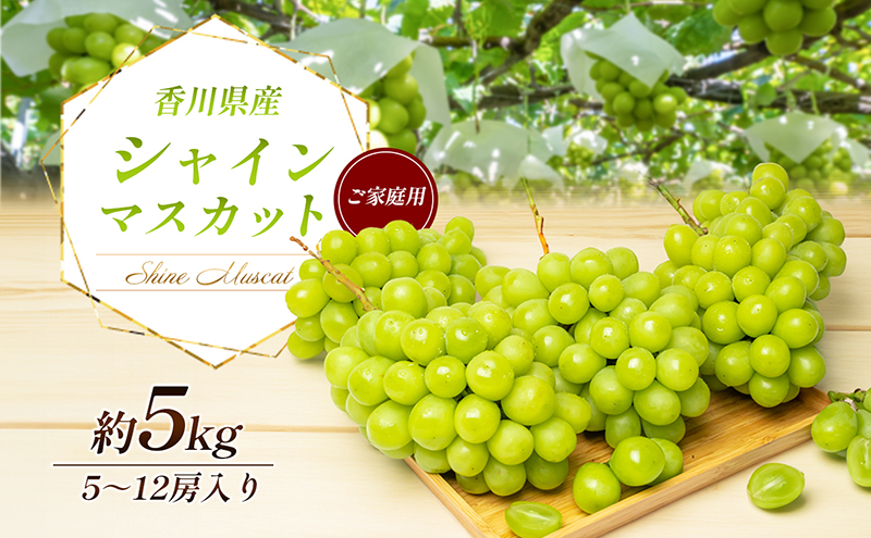 シャインマスカット 5～12房（ご家庭用） 約5kg 家庭用 マスカット 葡萄 ぶどう ブドウ フルーツ 果物 くだもの 果実 旬の果物 旬のフルーツ 香川 香川県 東かがわ市
