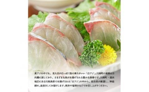 日向灘獲れ！ 活〆白アジ １kg_鮮魚あじ新鮮魚介刺身あじ塩焼き海の幸魚介類送料無料魚介 [C04406]